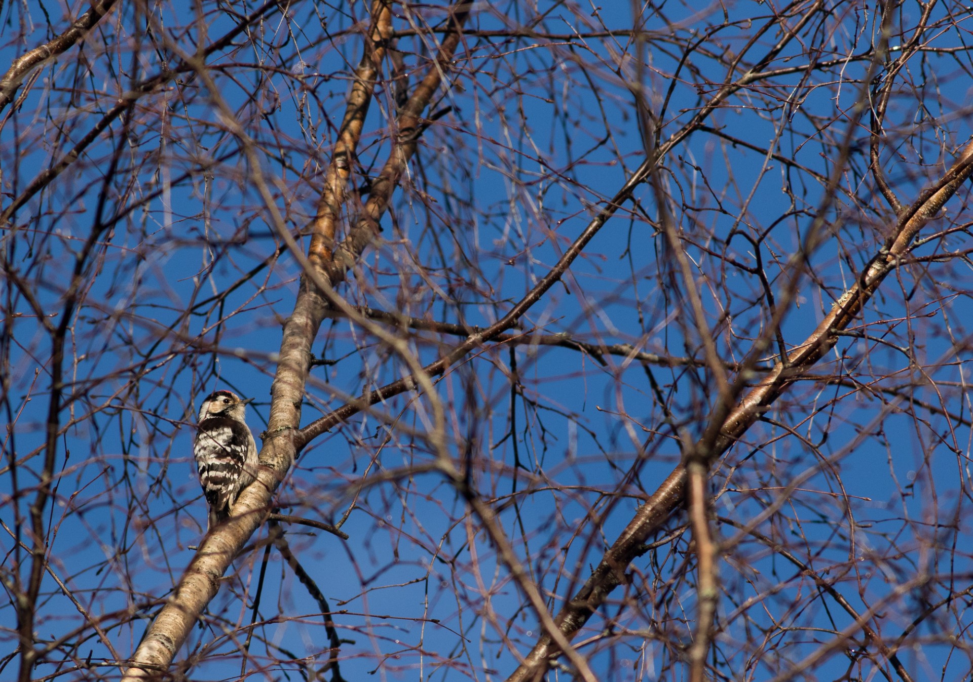 thumbnail_20230303-mindre-hackspett-IMG_1443