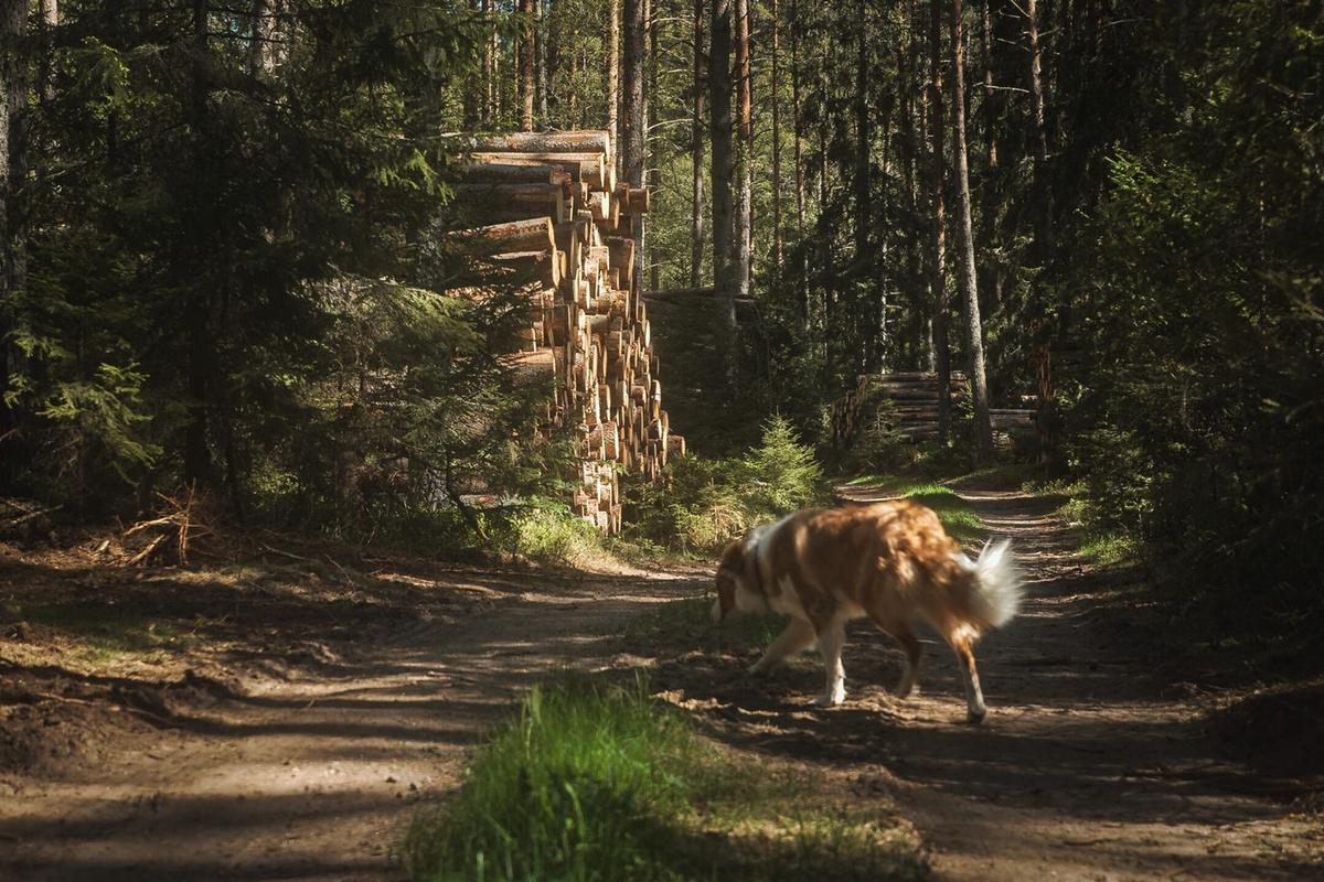Skogsägare