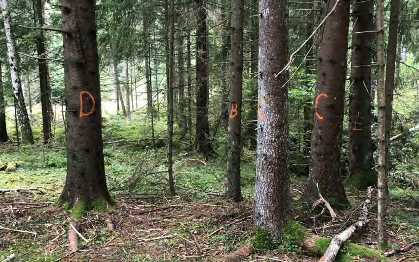 optimized_2 optimized_2