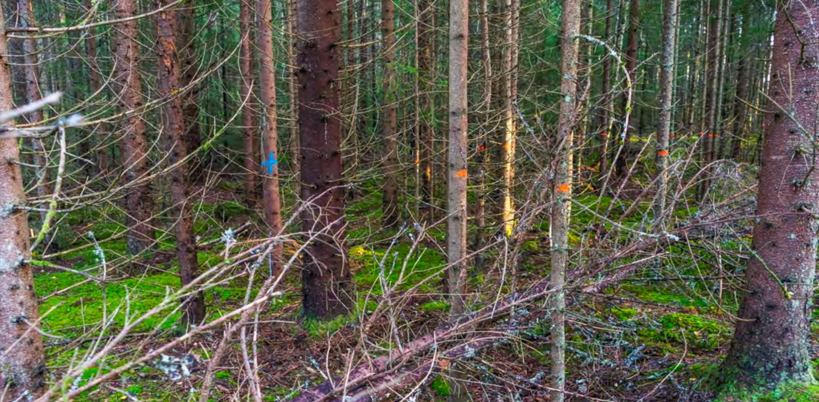 optimized_3 optimized_3