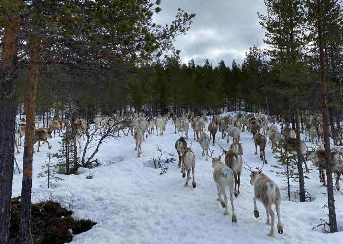 reindeer_optimized reindeer_optimized